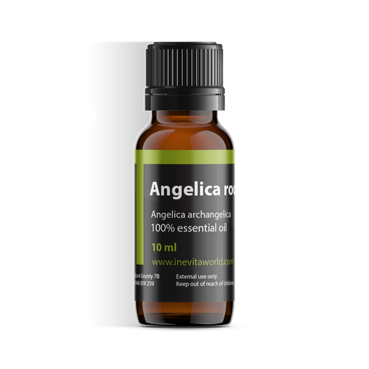 Angelica root